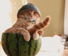 后面的同胞在搞事情啊