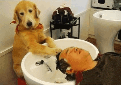 作为一只狗,都能学会自力更生 作为一只狗,都能学会自力更生