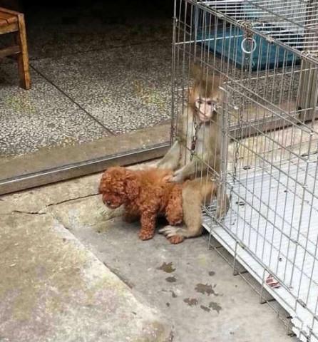 萌宠集:邪恶的猴子