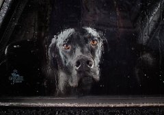 汽车窗里的狗狗看世界。