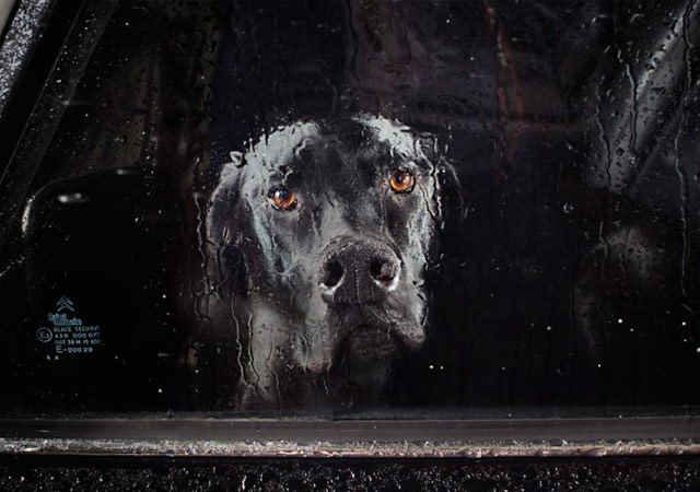 汽车窗里的狗狗看世界。