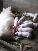 亲亲师兄弟猪猪幸福的一家