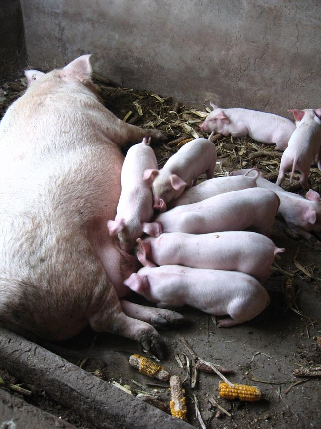 亲亲师兄弟猪猪幸福的一家 亲亲师兄弟猪猪幸福的一家