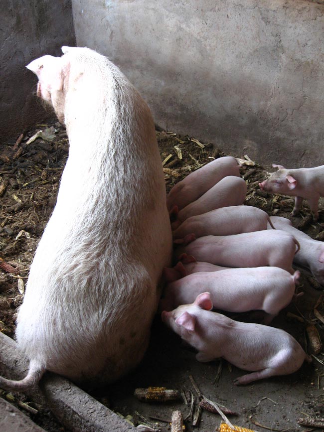 亲亲师兄弟猪猪幸福的一家