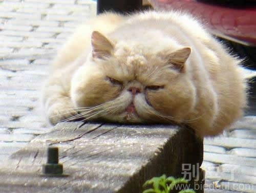 一个奇丑的女子。 一个奇丑的女子。