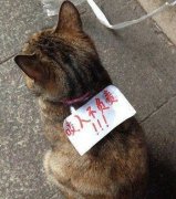 主人你吓谁呢 主人你吓谁呢