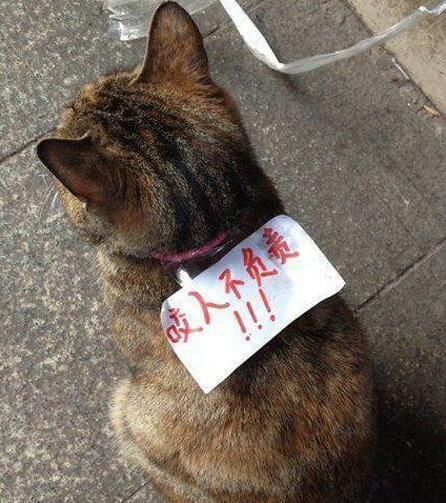 主人你吓谁呢 主人你吓谁呢