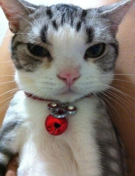 加油宠物,我家的可爱猫咪。