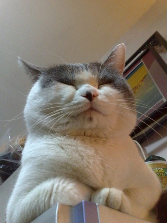 加油宠物,我家的可爱猫咪。