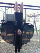 蝙蝠侠女版,挺吊啊 蝙蝠侠女版,挺吊啊