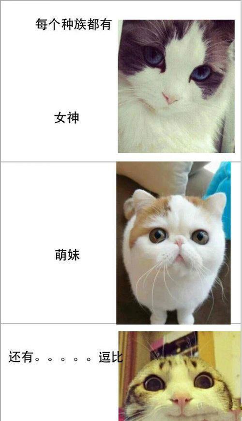喵星人百态