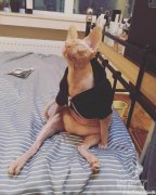 看看猫咪的新衣服怎样