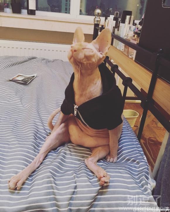 看看猫咪的新衣服怎样 看看猫咪的新衣服怎样