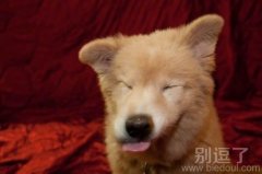 眯眯眼 吐舌头
