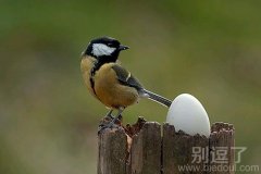 一只搞笑的小鸟。 一只搞笑的小鸟。