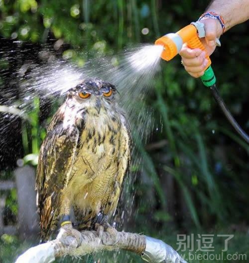 落汤鹰,凉快不 落汤鹰,凉快不