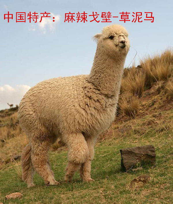 人话听多了,听听动物们的语言。