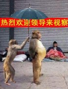 人话听多了,听听动物们的语言。