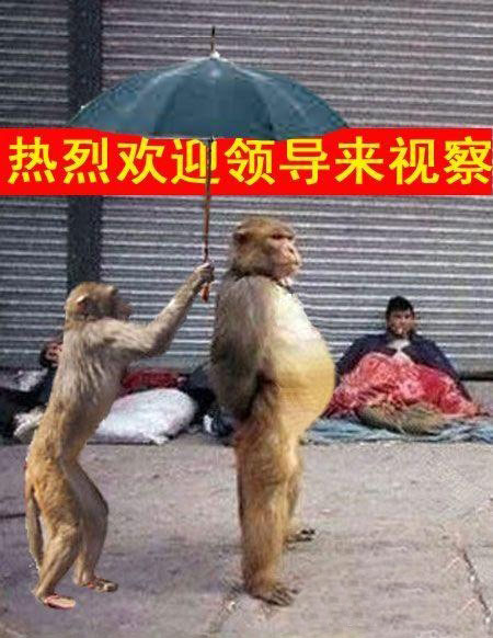 人话听多了,听听动物们的语言。