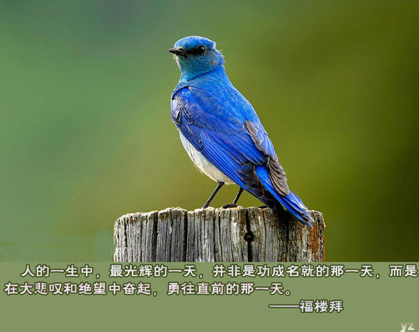 鸟的图片,属于鸟的天堂是蓝天。