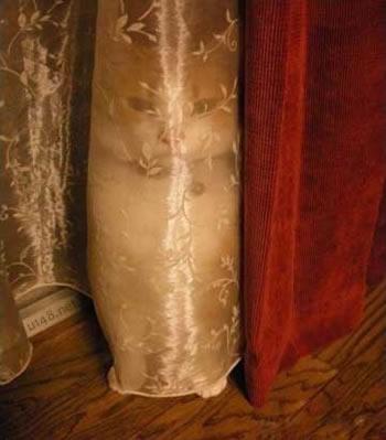 喵星人也玩捉猫猫，躲在那我也能找到你
