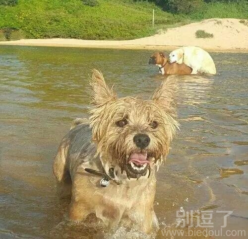 单身狗真的好狼狈呀! 单身狗真的好狼狈呀!