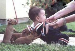 很懂事的小狗狗 。
