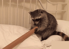 哈哈哈，好心疼那只干脆面