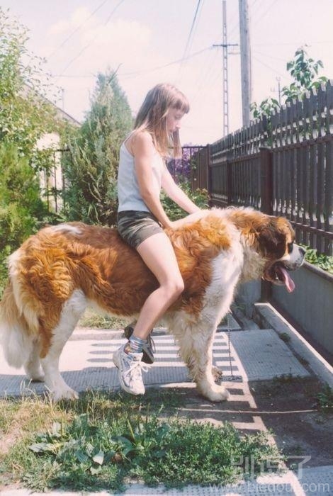 好大的狗狗，可以骑