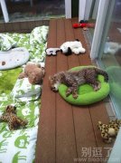 又是滥竽充数的喵星人