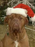 戴着帽子的小狗。 戴着帽子的小狗。