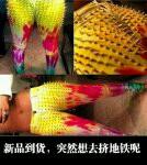 想去挤地铁了。。 想去挤地铁了。。