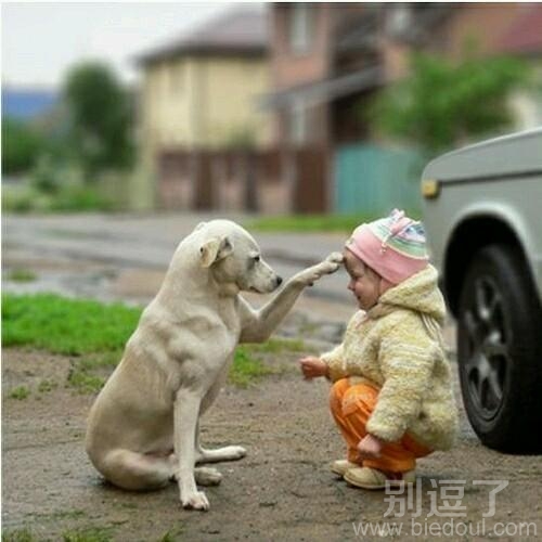 一条董事的小狗。