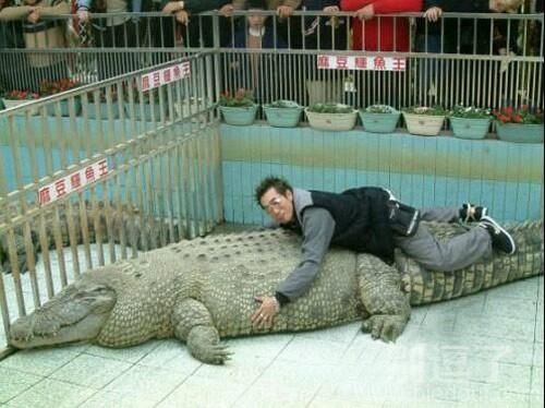 一条鳄鱼的故事。。 一条鳄鱼的故事。。