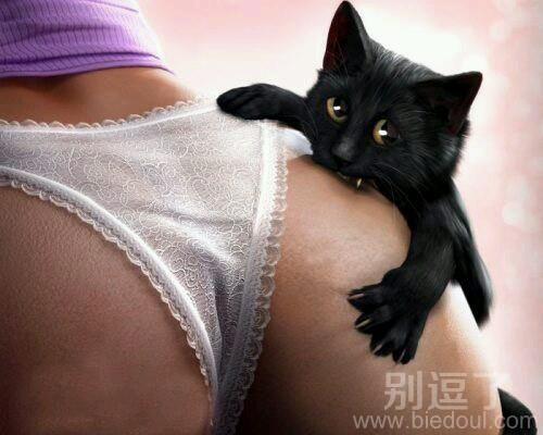 一条搞笑的小猫。