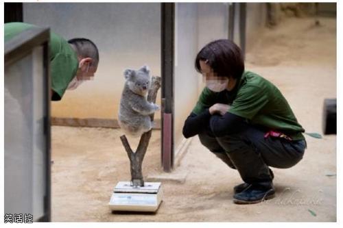 考拉是怎么称体重的 考拉是怎么称体重的