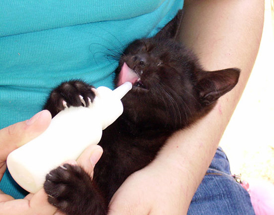 萌动全宇宙的动物趣图