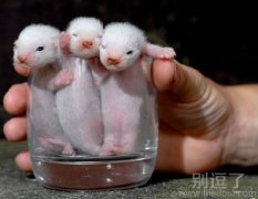 萌萌的鼠辈一群! 萌萌的鼠辈一群!