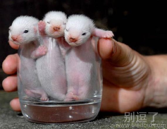 萌萌的鼠辈一群! 萌萌的鼠辈一群!