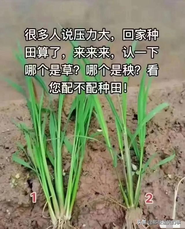 神回复:我不信有女生敢穿这衣服!哈哈哈,这买家秀太亮眼了吧 神回复:我不信有女生敢穿这衣服!哈哈哈,这买家秀太亮眼了吧