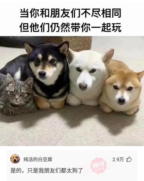 神回复:这个图你看懂是什么意思了吗? 神回复:这个图你看懂是什么意思了吗?