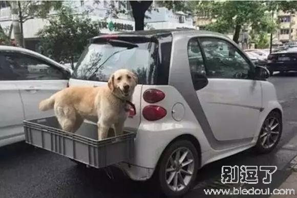 狗狗坐稳咯，别乱动
