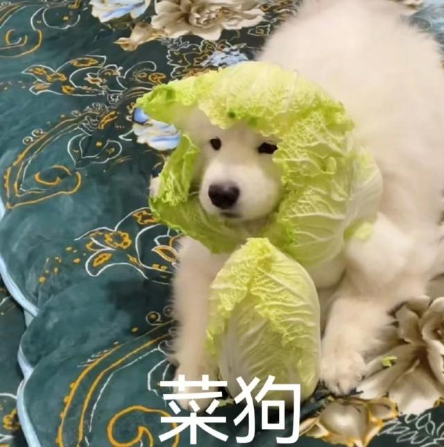现在的大妈段位也太高了!55岁还能同时谈四五个男友,哈哈哈 现在的大妈段位也太高了!55岁还能同时谈四五个男友,哈哈哈