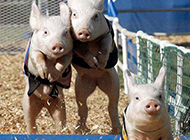 三只奔跑的猪。。