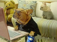 戴上眼镜的汪星人。