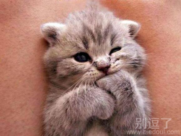 吃爪子的小萌猫猫
