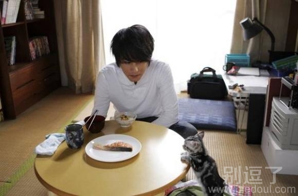 猫猫和主人的日常 猫猫和主人的日常