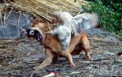 这公鸡，堪称公鸡中的战斗机！