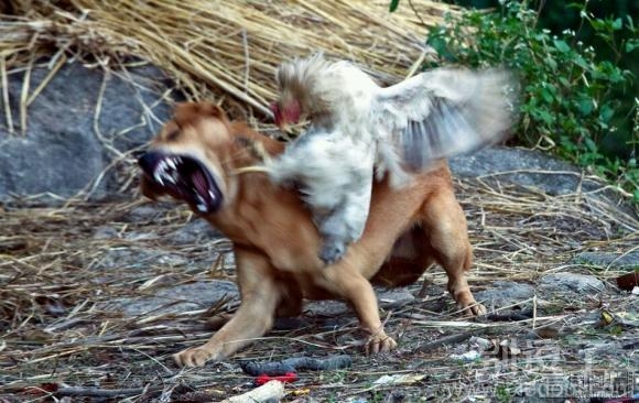 这公鸡,堪称公鸡中的战斗机! 这公鸡,堪称公鸡中的战斗机!