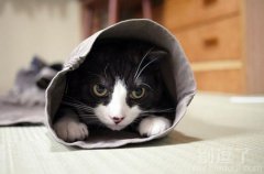 喵喵喵，随时准备出发